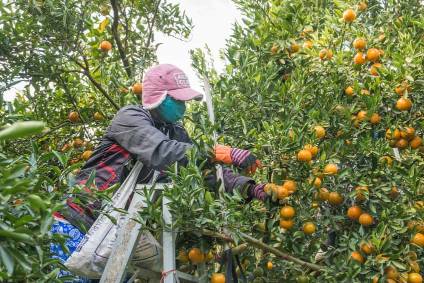 SE REQUIERE 67 PERSONAS PARA COSECHA DE FRUTAS | NO REQUIERE EXPERIENCIA